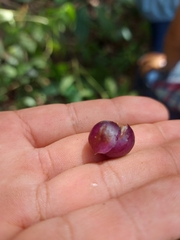 Jaltomata procumbens