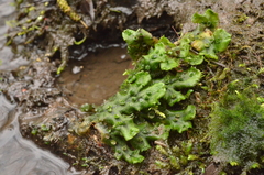 Marchantia polymorpha polymorpha