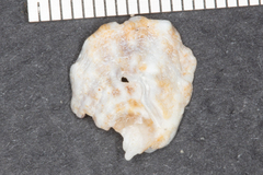 Crepipatella lingulata