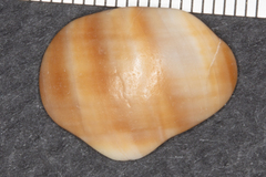 Nucella emarginata
