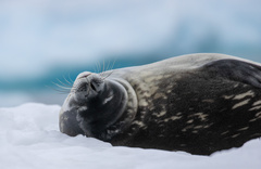 Leptonychotes weddellii