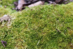 Amblystegium