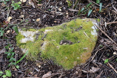 Amblystegium