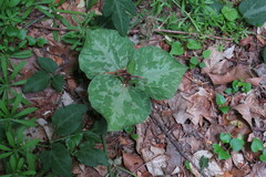 Trillium cuneatum