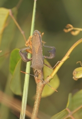 Anoplocnemis
