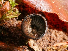 Cyathus striatus