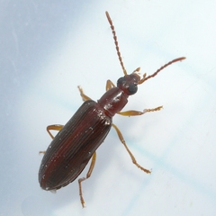 Statira gagatina