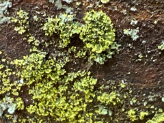 Candelaria concolor