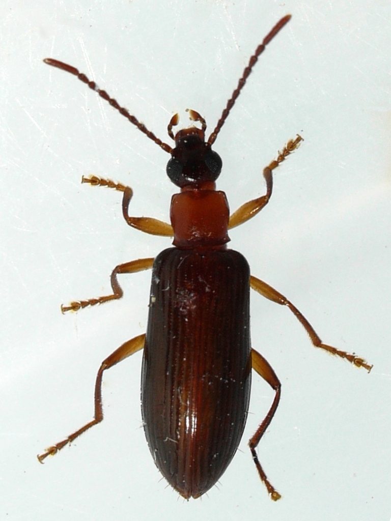 Coal Darkling Beetle