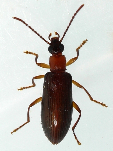Coal Darkling Beetle