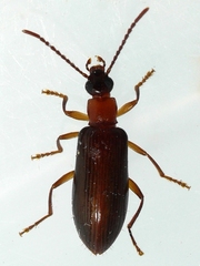 Statira gagatina