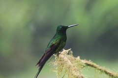 Heliodoxa imperatrix