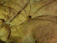 Amilenus aurantiacus
