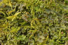 Marchantia polymorpha polymorpha