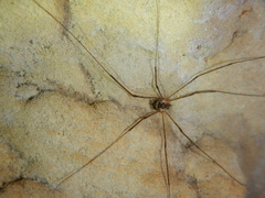 Amilenus aurantiacus