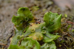 Marchantia polymorpha polymorpha