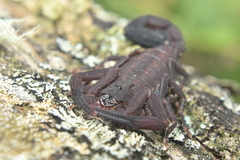 Tityus antioquensis