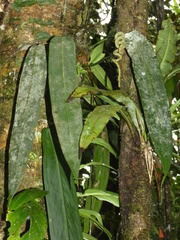 Anthurium wendlingeri image