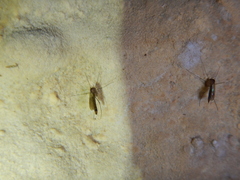 Speolepta leptogaster