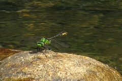 Ophiogomphus mainensis