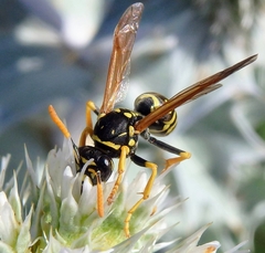 Polistes gallicus