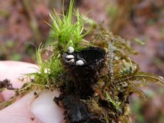 Cyathus striatus