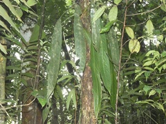 Anthurium wendlingeri