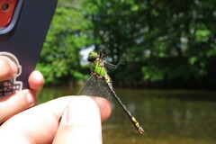 Ophiogomphus mainensis