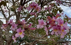 Tabebuia rosea