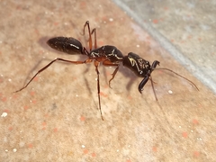 Odontomachus chelifer