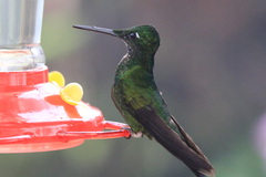 Heliodoxa imperatrix