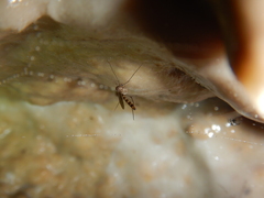 Speolepta leptogaster