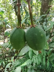 Passiflora arborea