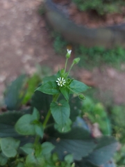 Stellaria cuspidata