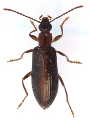 Statira gagatina