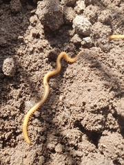 Myriapoda