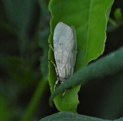 Halysidota ruscheweyhi