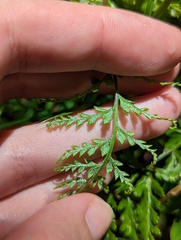 Pityrogramma calomelanos