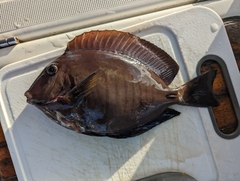 Acanthurus chirurgus