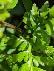 Pityrogramma calomelanos