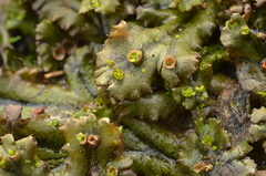 Marchantia polymorpha polymorpha