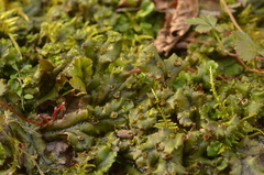 Marchantia polymorpha polymorpha