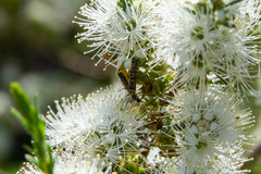 Chauliognathus sydneyanus