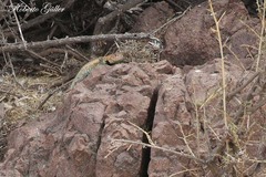 Liolaemus fitzingerii