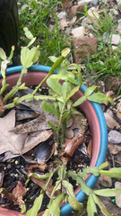 Schlumbergera truncata