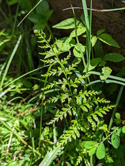 Pityrogramma calomelanos