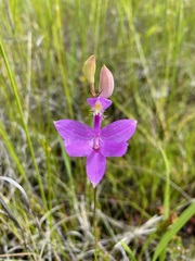 Calopogon tuberosus
