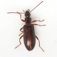 Statira gagatina