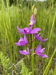 Calopogon tuberosus
