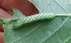 Diastema